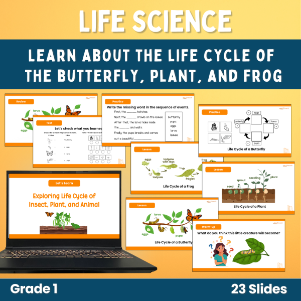 Life Cycle of a Butterfly, Plant, and Frog Worksheet